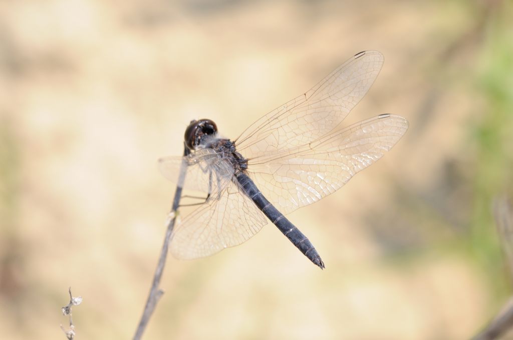 SELYSIOTHEMIS NIGRA: PRIMA SEGNALAZIONE IN PIEMONTE!!!